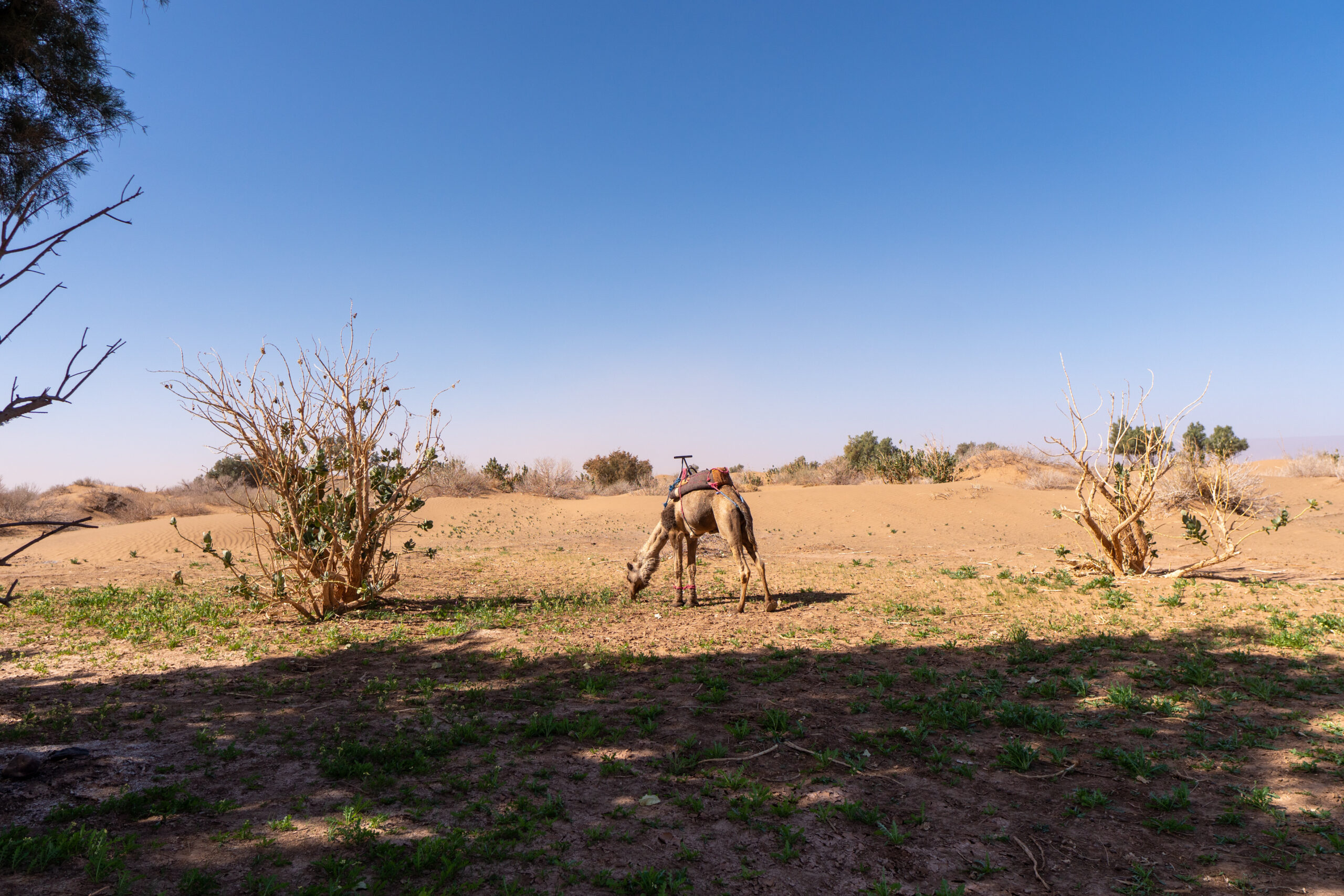 Sahara Touren