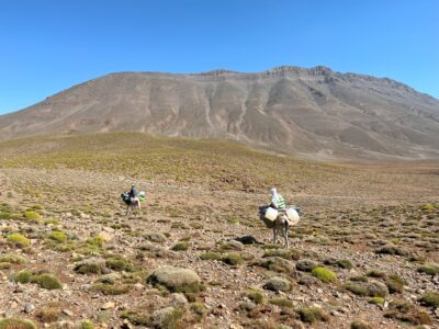 Maultier Trekking Marokko